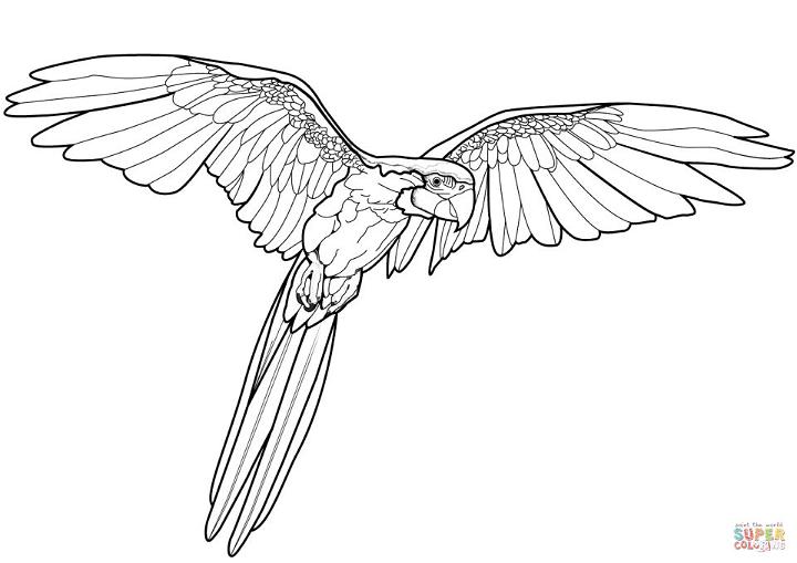 Flying Parrot Coloring Page