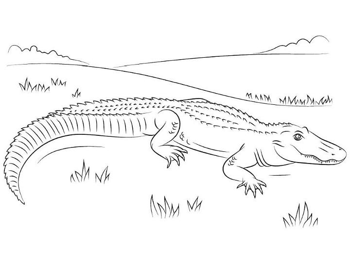 Free Alligator Coloring Pages to Download