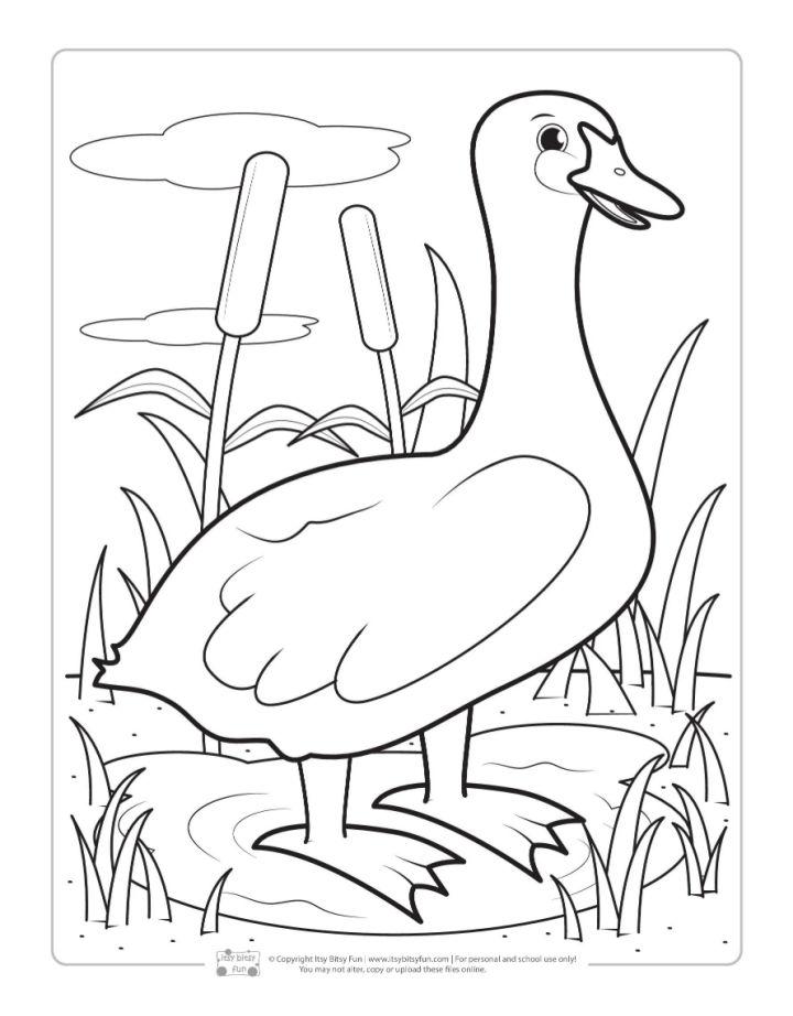 Free Bird Pictures to Color and Print