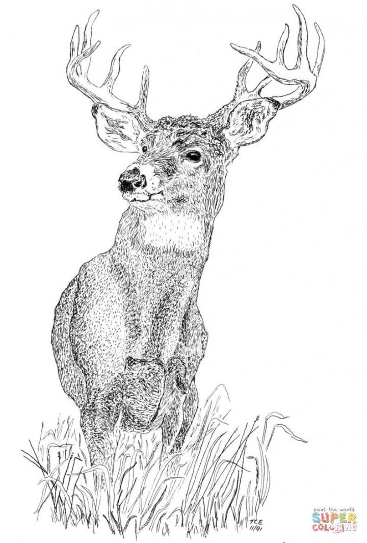 Free Buck Coloring Page to Print
