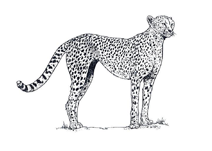 Free Cheetah Coloring Pages to Download
