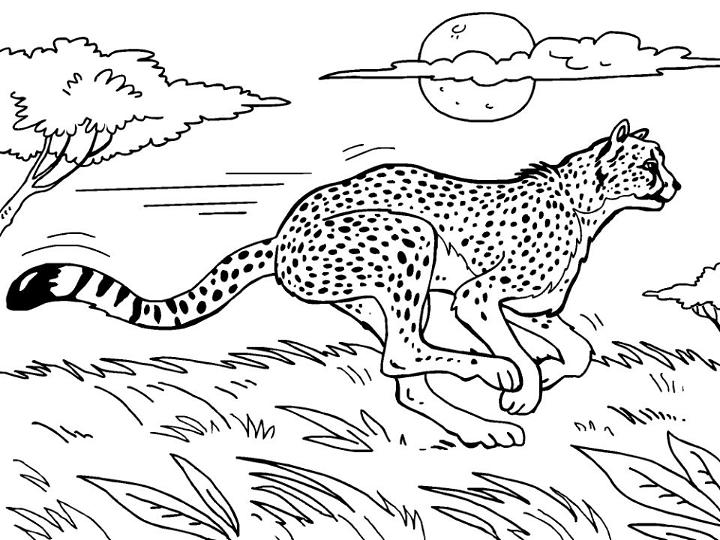Free Cheetah Coloring Sheet