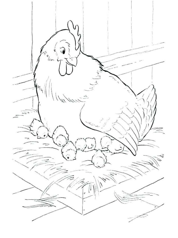 Free Chicken Coloring Sheets