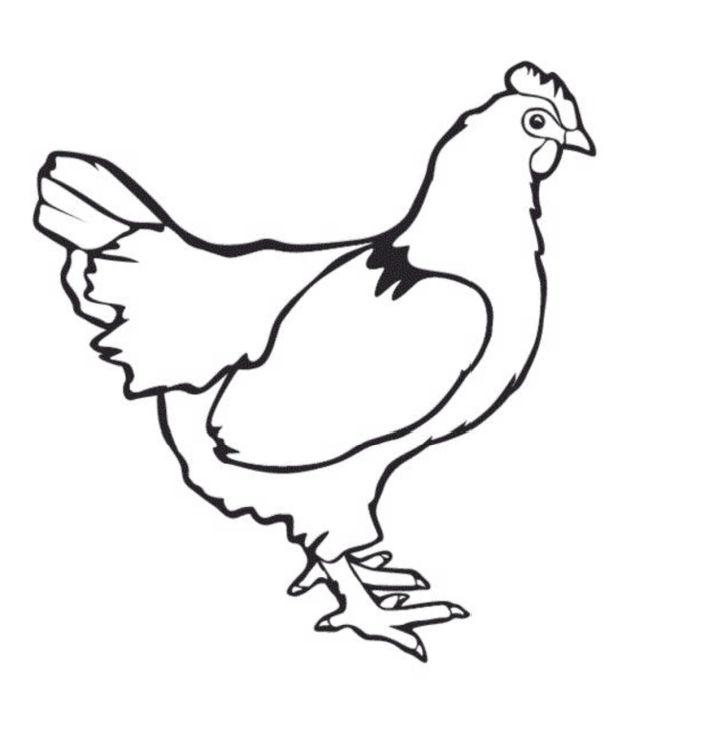 Free Coloring Page of a Chicken