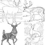 25 Free Printable Deer Coloring Pages for Kids