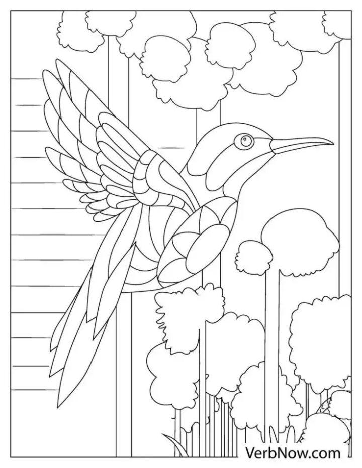 Free Hummingbird Coloring Pages to Download