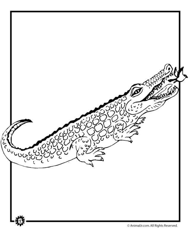 Free Kids Alligator Coloring Pages