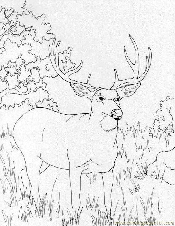 Free Kids' Deer Coloring Pages