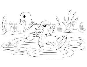 25 Free Duck Coloring Pages for Kids and Adults