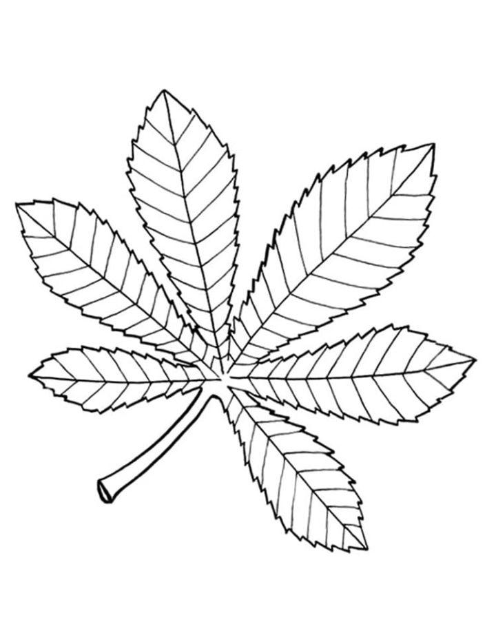 Free Kids' Leaf Coloring Pages