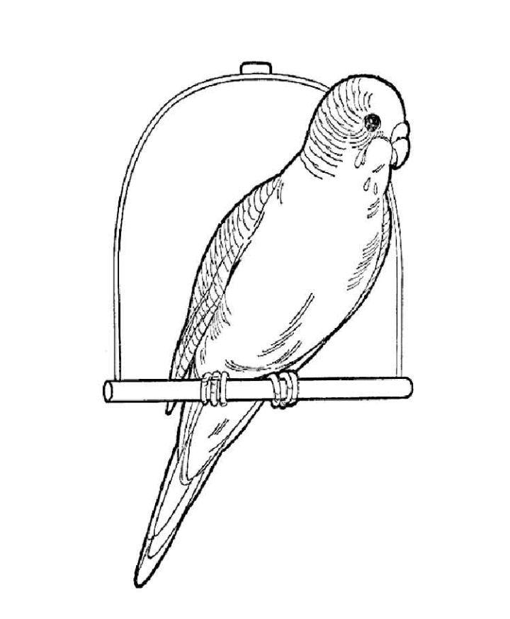 Free Kids' Parrot Coloring Pages