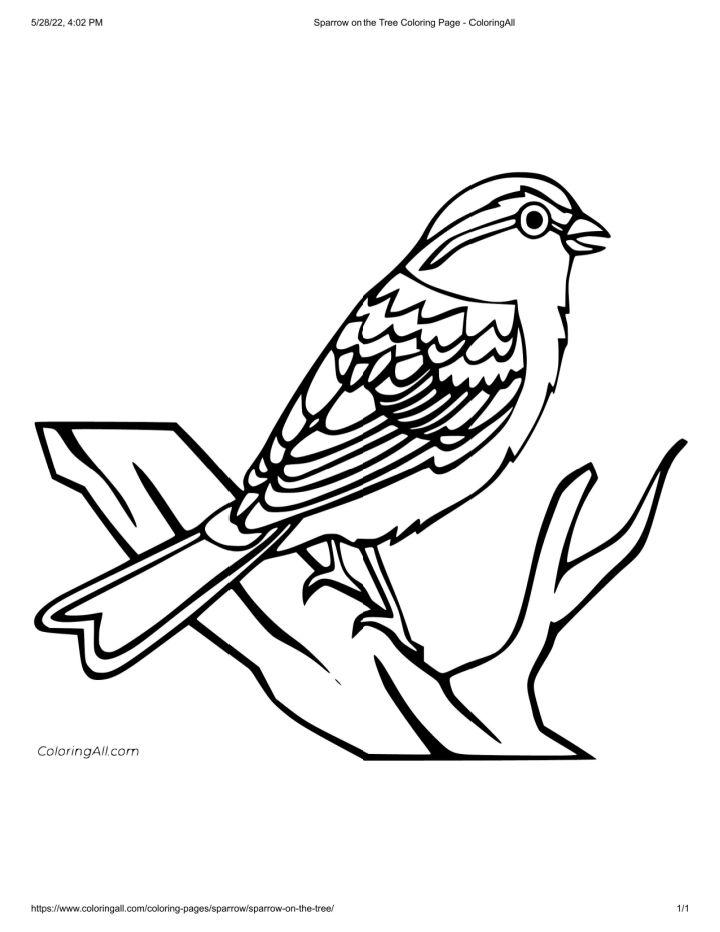 Free Kids Sparrow Coloring Pages