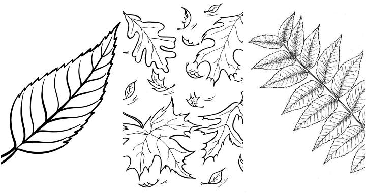 25 Easy and Free Leaf Coloring Pages for Kids and Adults - Cute Leaf Coloring Pictures and Sheets Printable