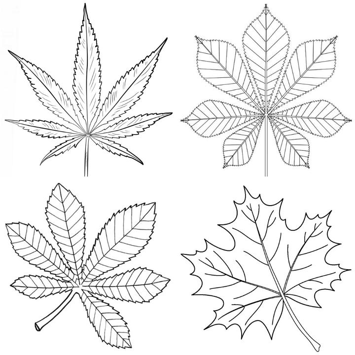 25 Free Leaf Coloring Pages for Kids and Adults