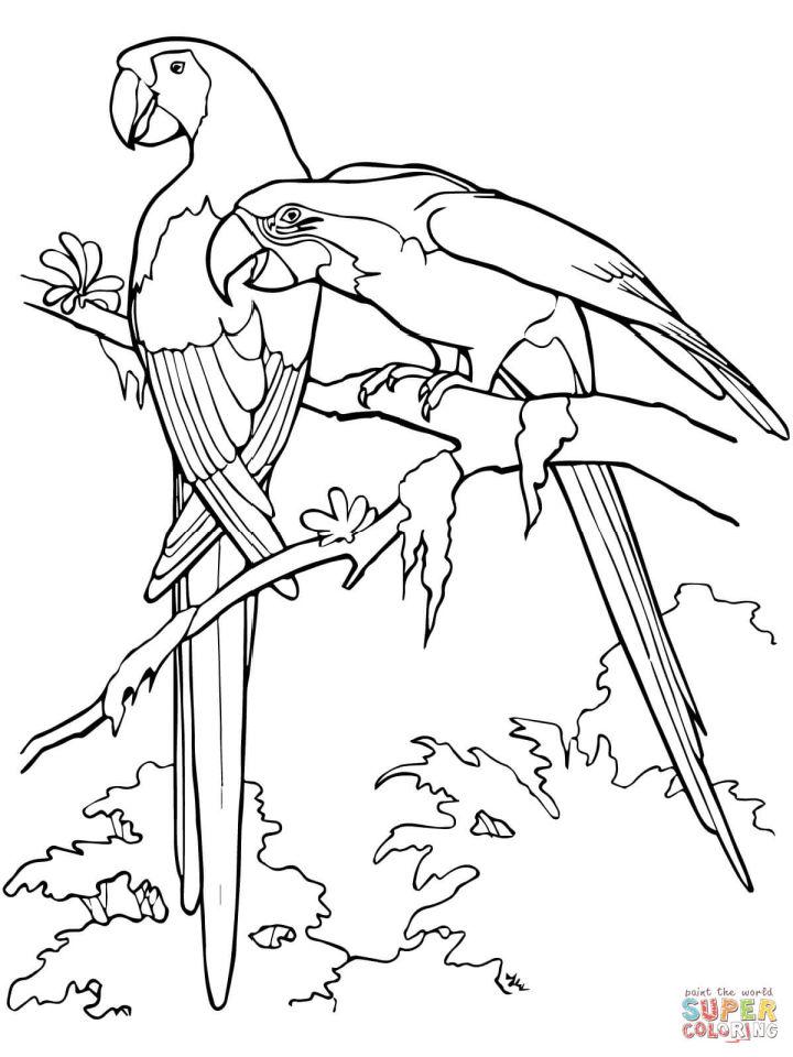 Free Parrot Bird Coloring Pages