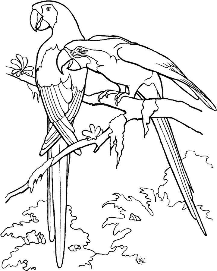 Free Parrot Coloring Pages