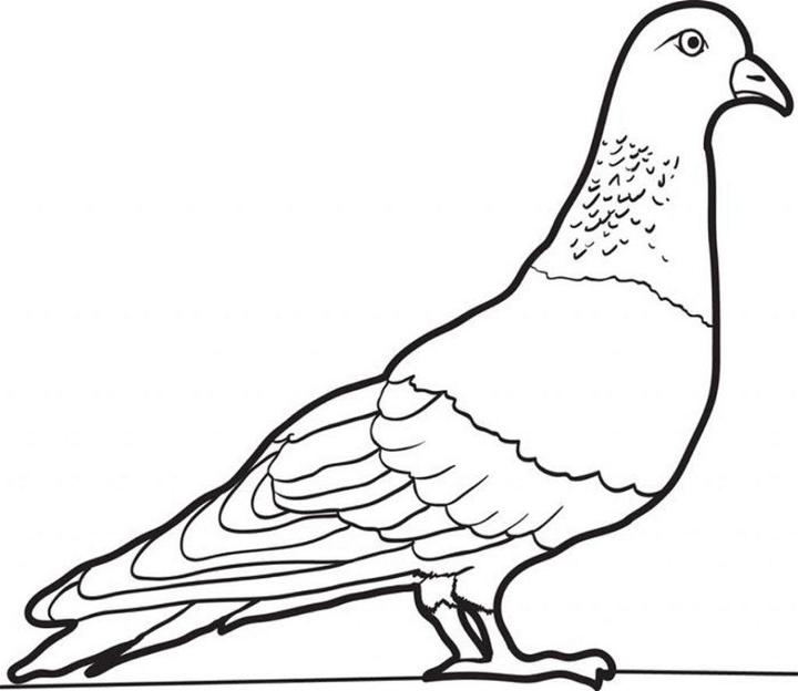 Free Pigeon Coloring Pages