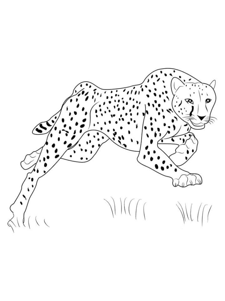 Free Printable Cheetah Coloring Pages