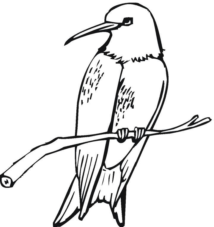 Free, Printable Hummingbird Coloring Pages