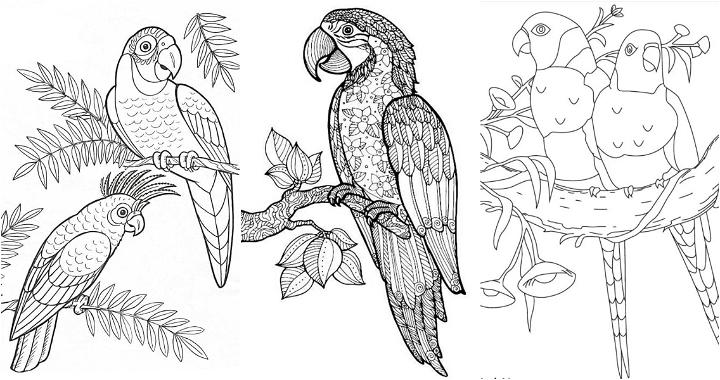 25 Easy and Free Parrot Coloring Pages for Kids and Adults - Cute Parrot Coloring Pictures and Sheets Printable