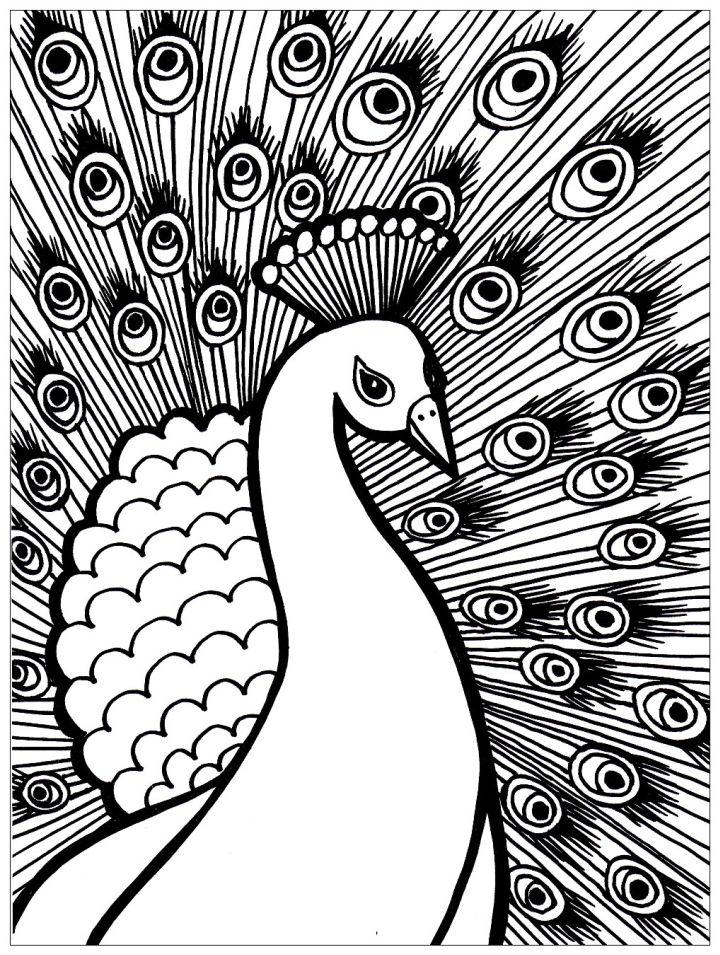 Free Printable Peacock Coloring Pages