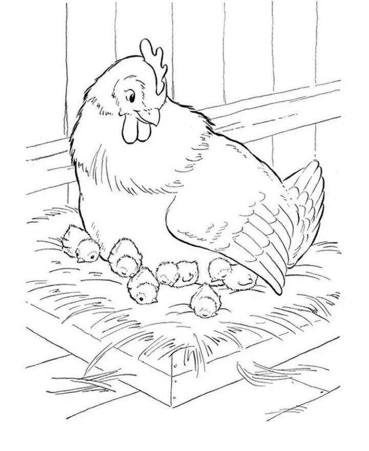 Chicken Coloring Pages to Download
