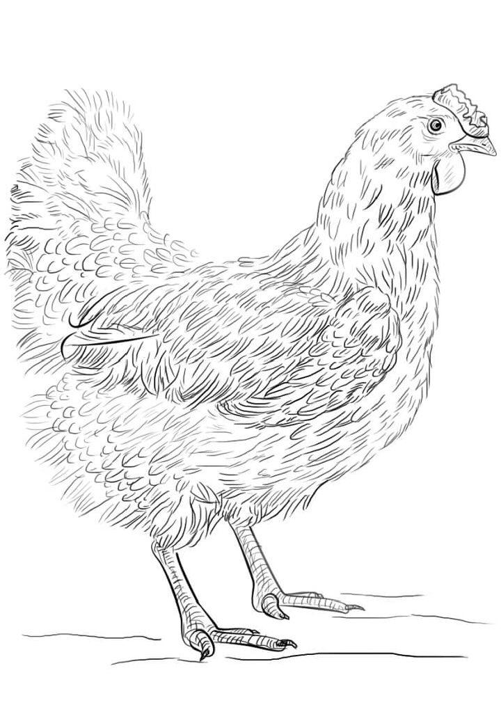 Realistic Hen Coloring Pages to Print