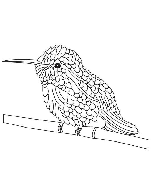 Hummingbird Coloring Book Pages