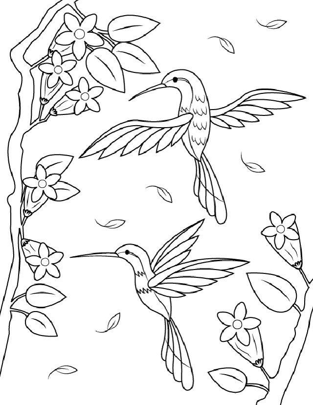 Hummingbird Coloring Pages PDF