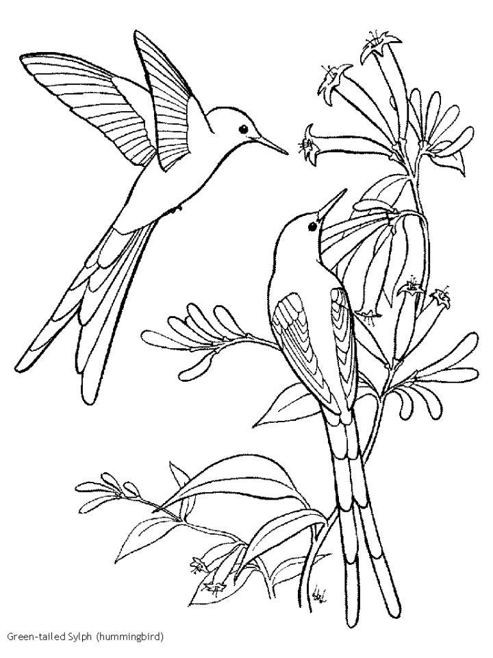 Hummingbird Coloring Pages, Tracer Pages, and Posters
