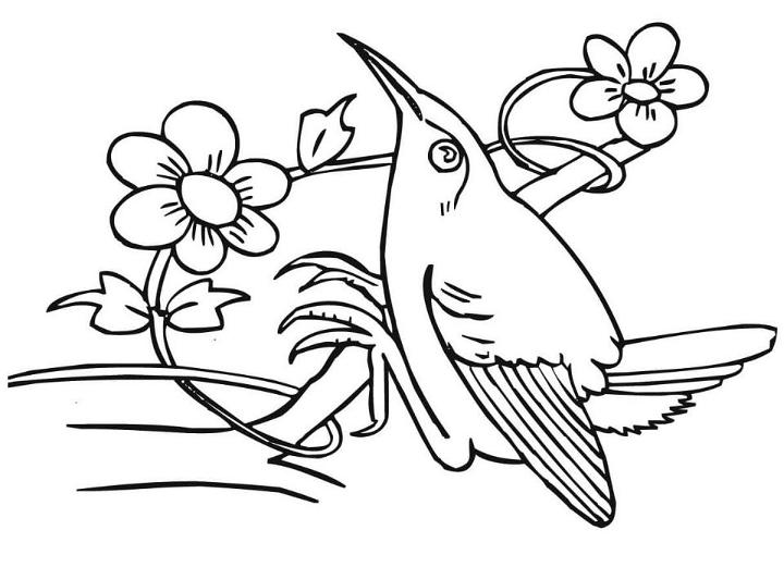 Hummingbird Coloring Pages and Activities