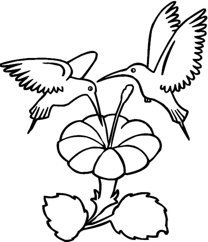 Hummingbird Coloring Pages for Kids