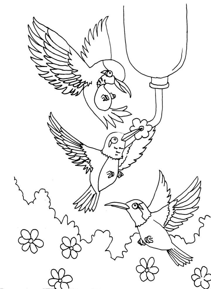 Hummingbird Coloring Pages to Print