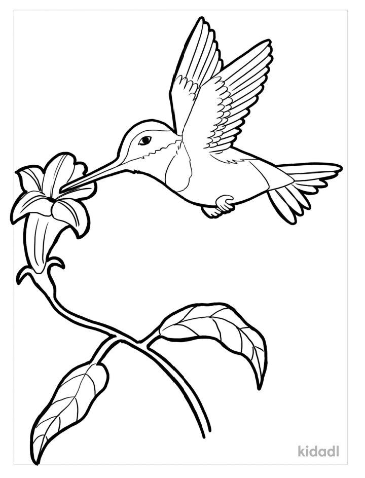 Hummingbird Coloring Pictures to Color