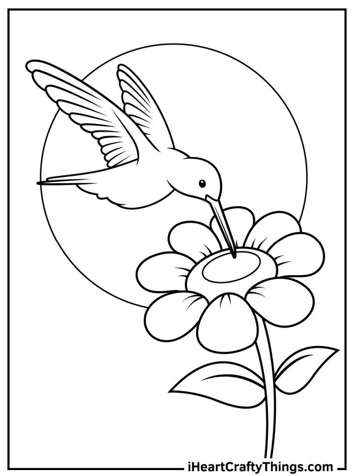 Hummingbird Coloring Sheets