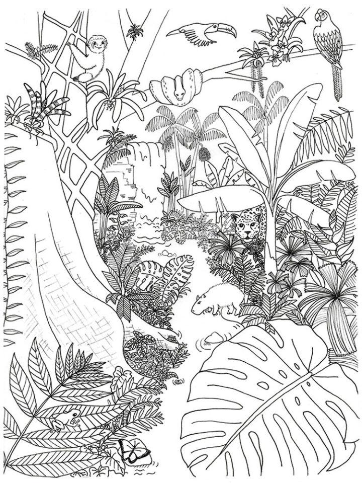 Jungle Coloring Pages PDF