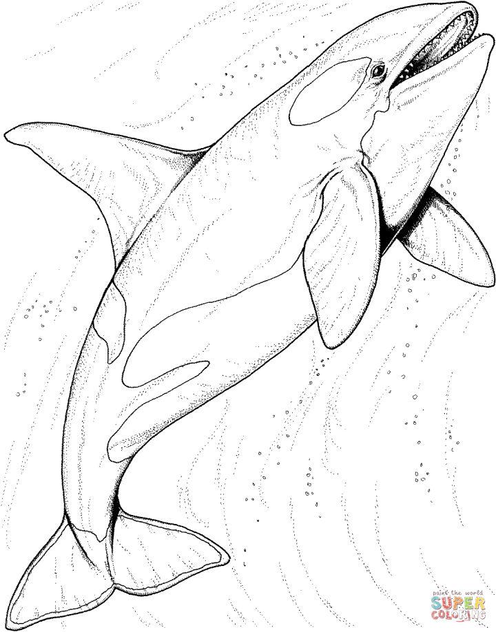 Killer Whale Coloring Pages to Download