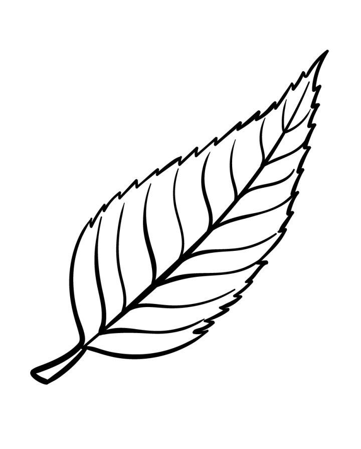 Leaf Coloring Pages for Kids