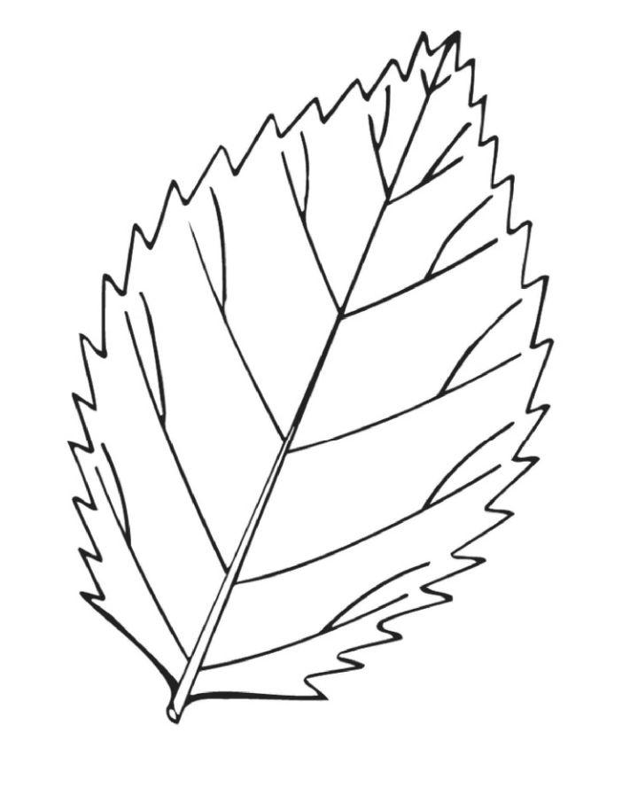 Big Leaf Coloring Pages for Toddlers