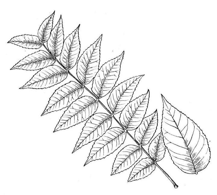 Leaf Coloring Pictures to Color