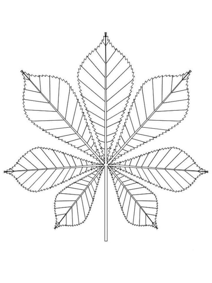 Leaf Coloring Sheets