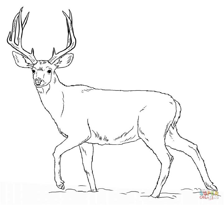 Mule Deer Buck Coloring Page