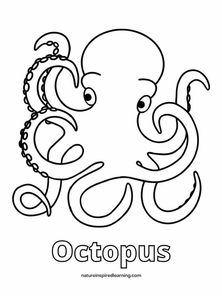 Octopus Pictures to Color and Print