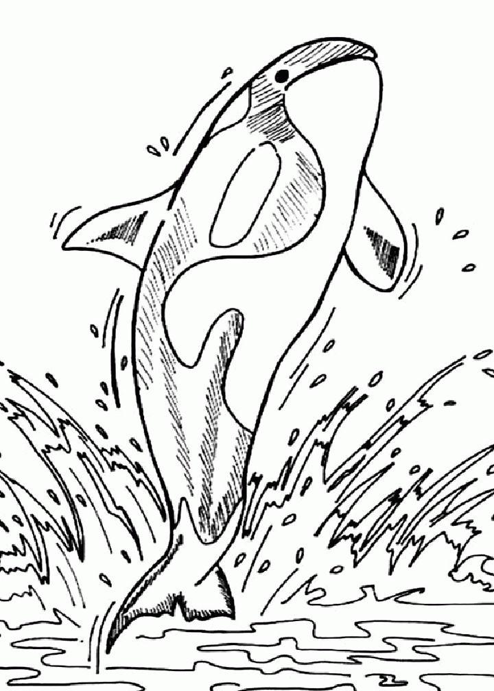 Orca Whale Coloring Book Pages