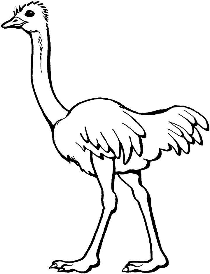 Ostrich Coloring Pages for Little Ones