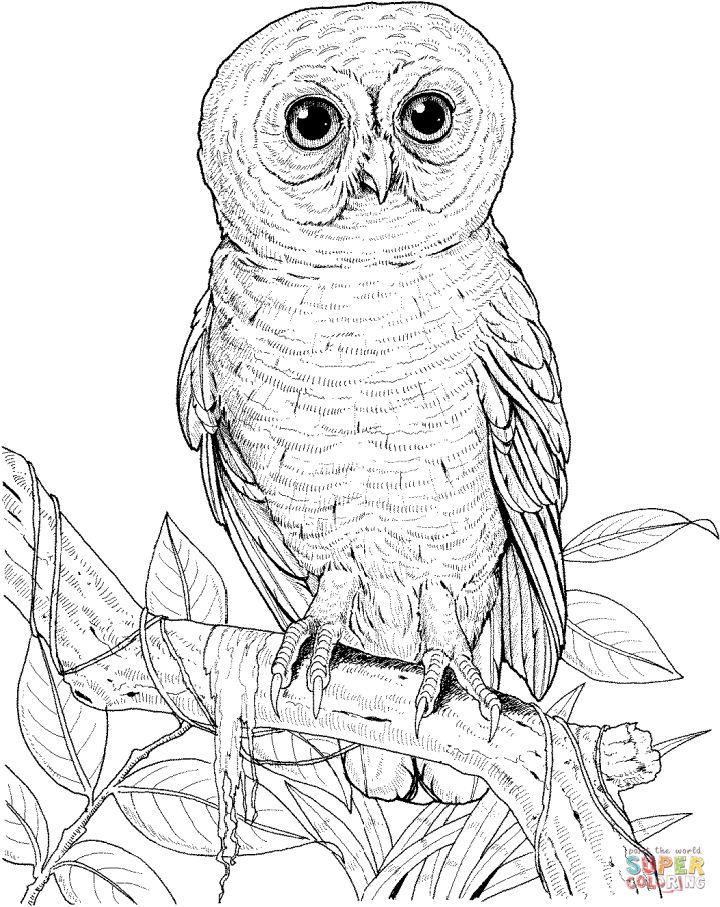 Owl Coloring Book Pages