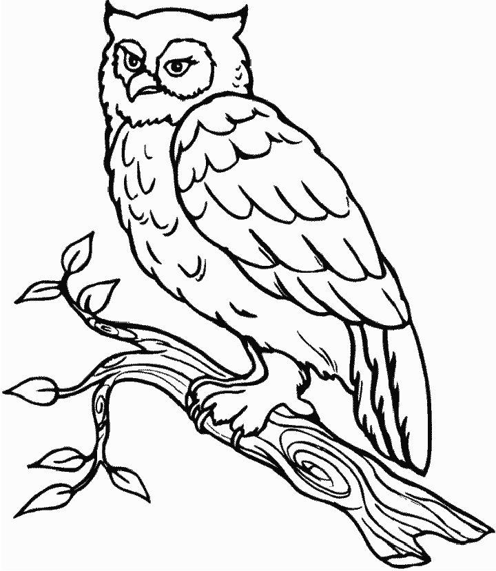 Owl Pictures to Color and Print