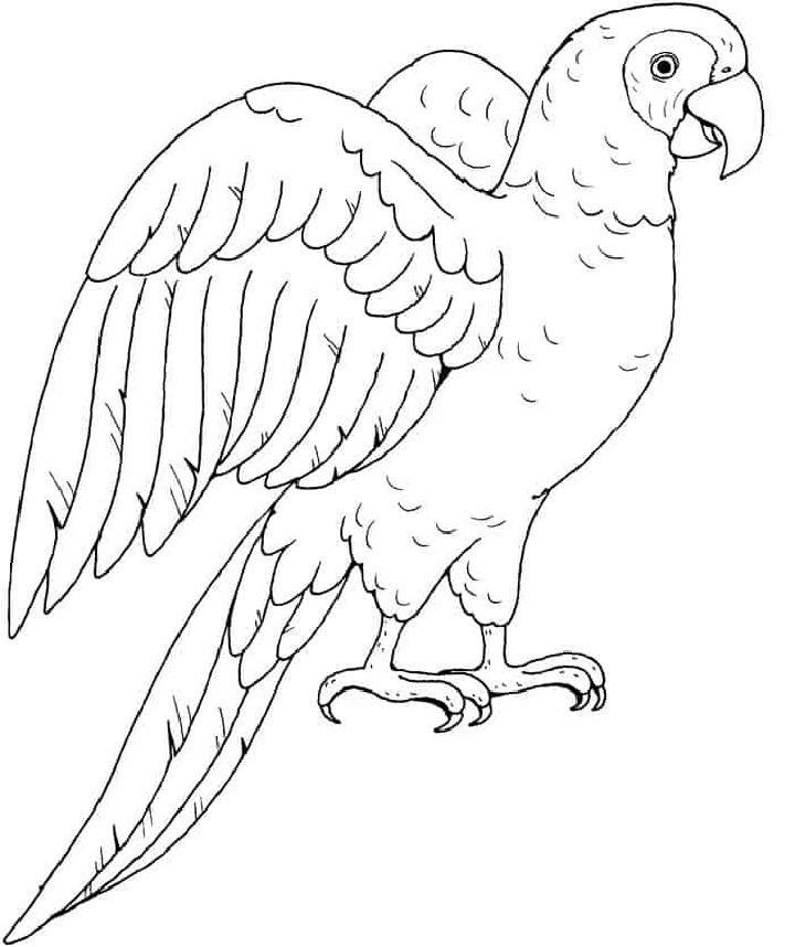 Parrot Coloring Book Pages