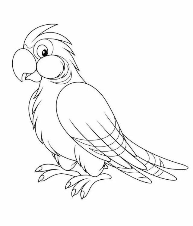 Parrot Coloring Pages PDF