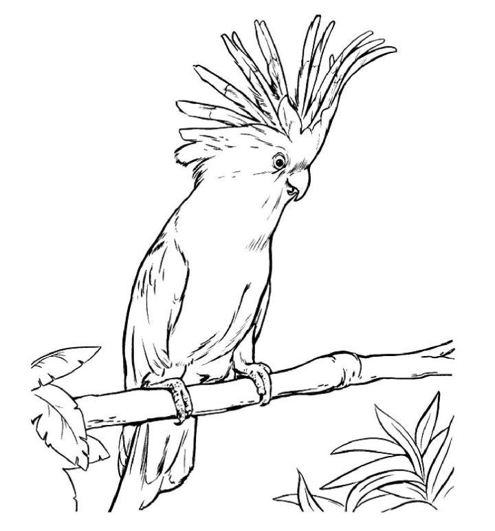 Parrot Coloring Pages and Printables